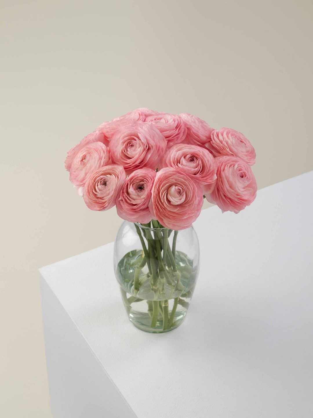 Ranunculus Peach