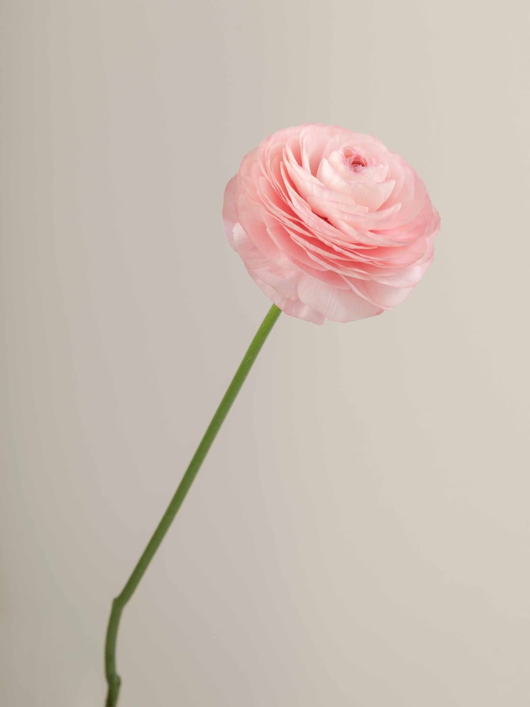 Ranunculus Peach