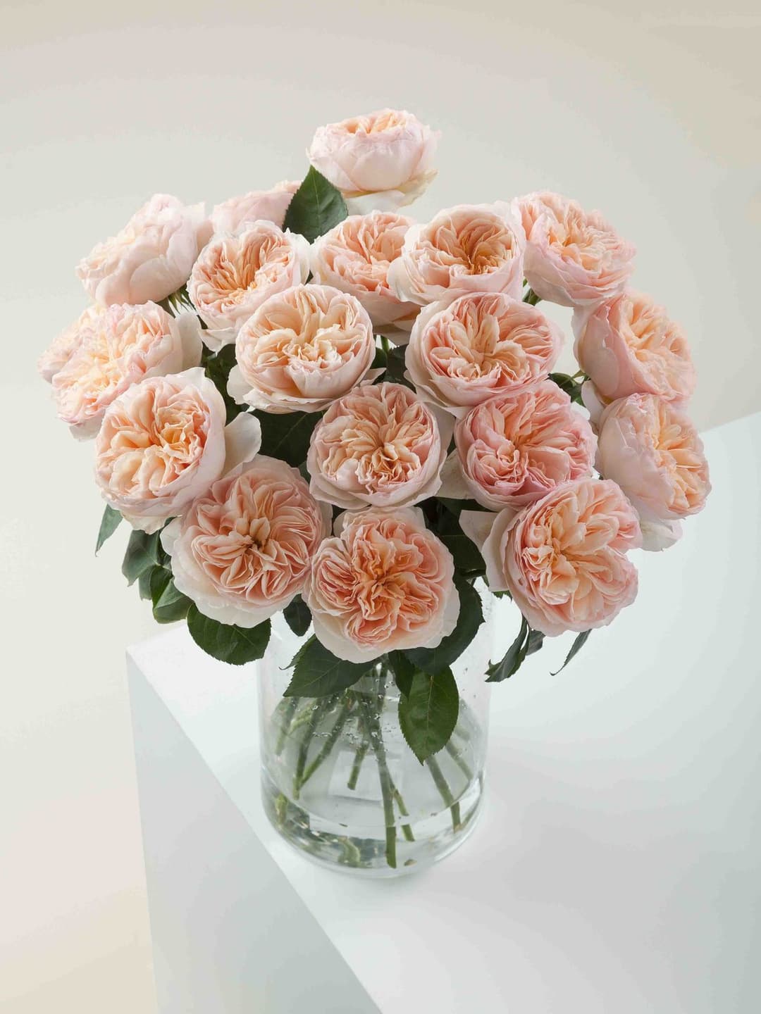 Garden Roses David Austin Juliet
