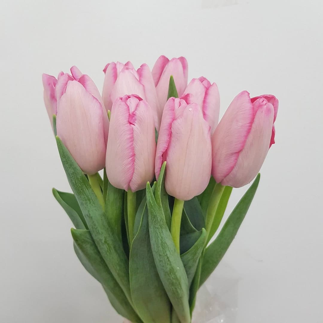 Tulip Pink Dynasty