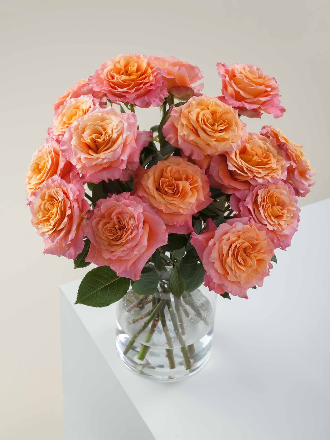 Roses Free Spirit