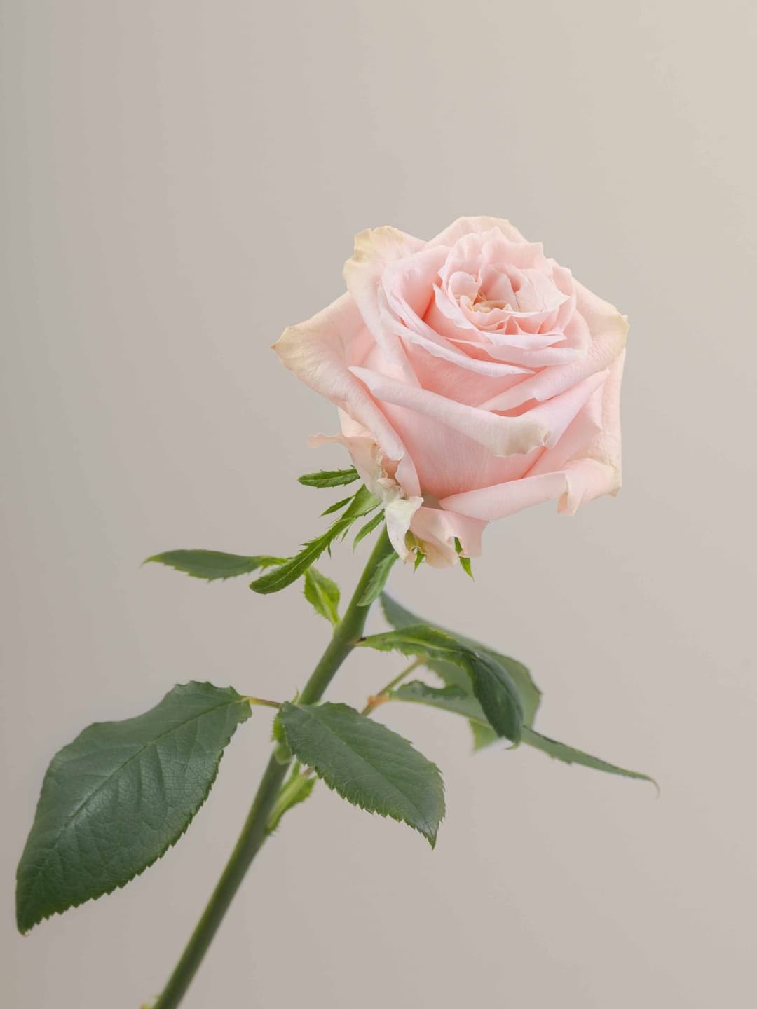 Roses Shimmer