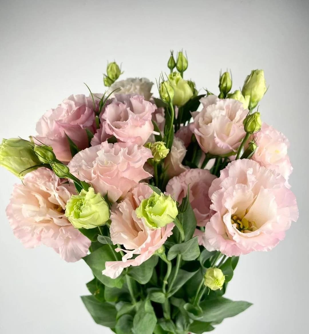 Lisianthus CH Light Pink