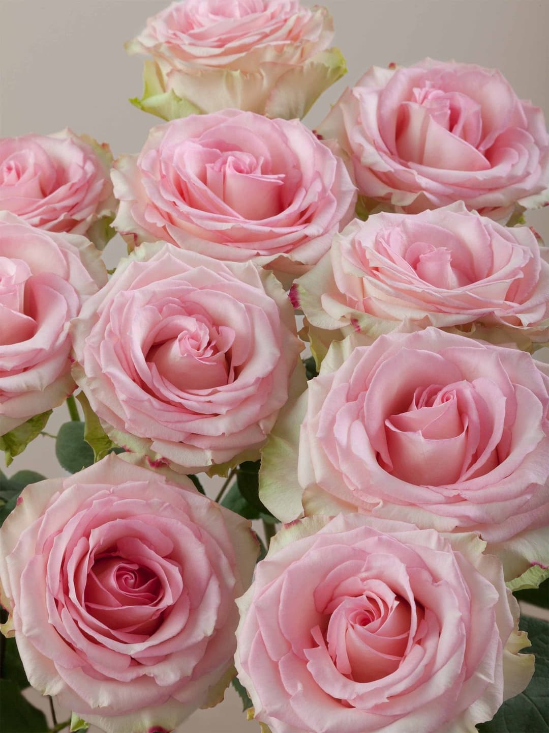Roses Esperance