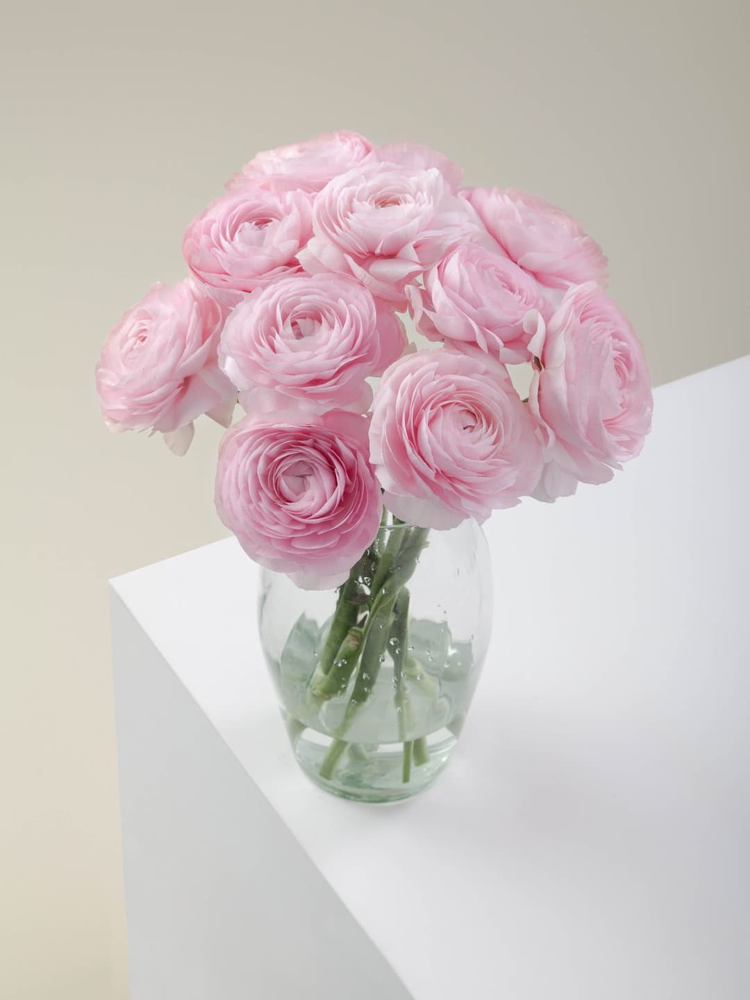 Ranunculus Light Pink