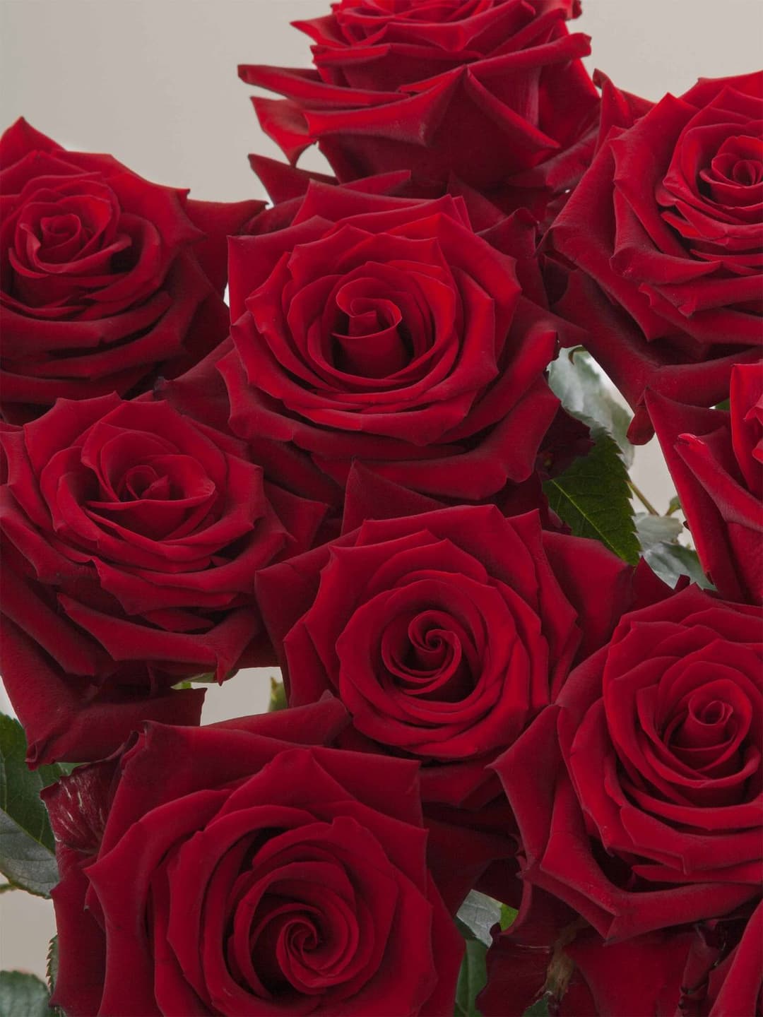 Roses Red Explorer