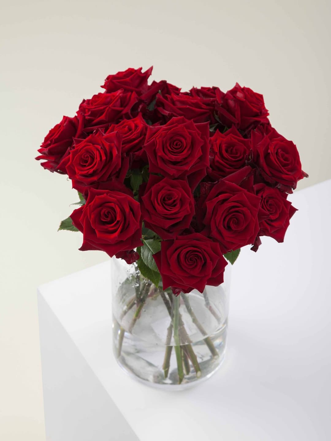 Roses Red Explorer