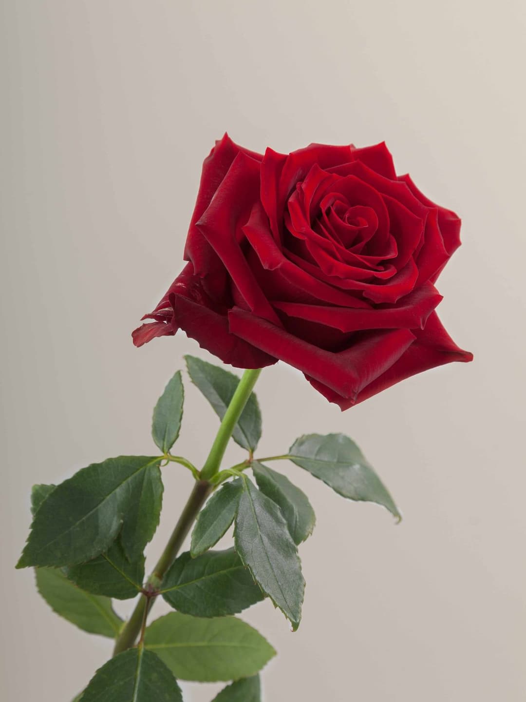 Roses Red Explorer