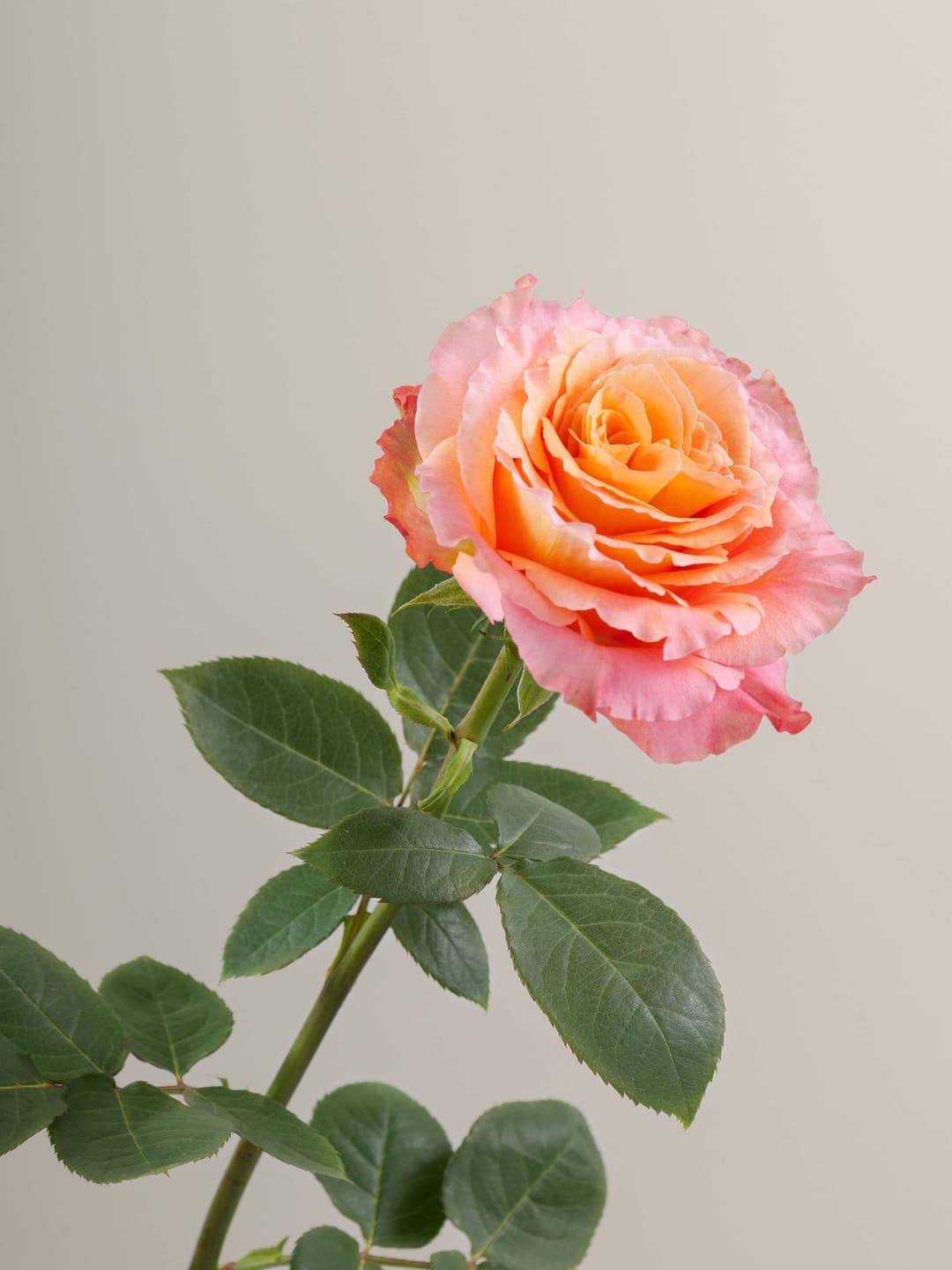 Roses Free Spirit