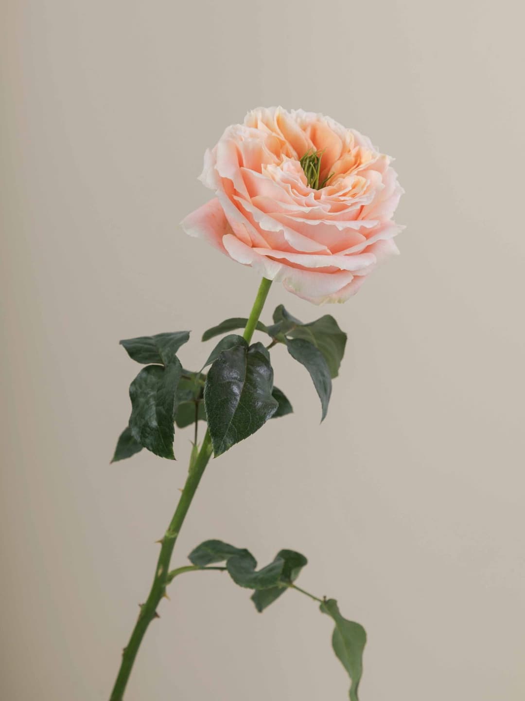 Garden Roses Mandarin x pression