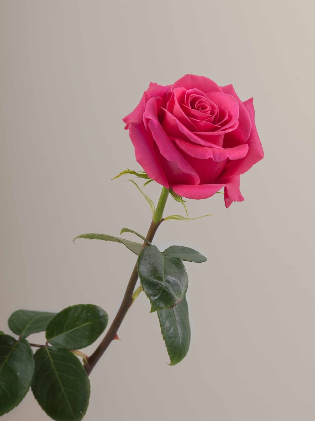 Roses Pink Floyd