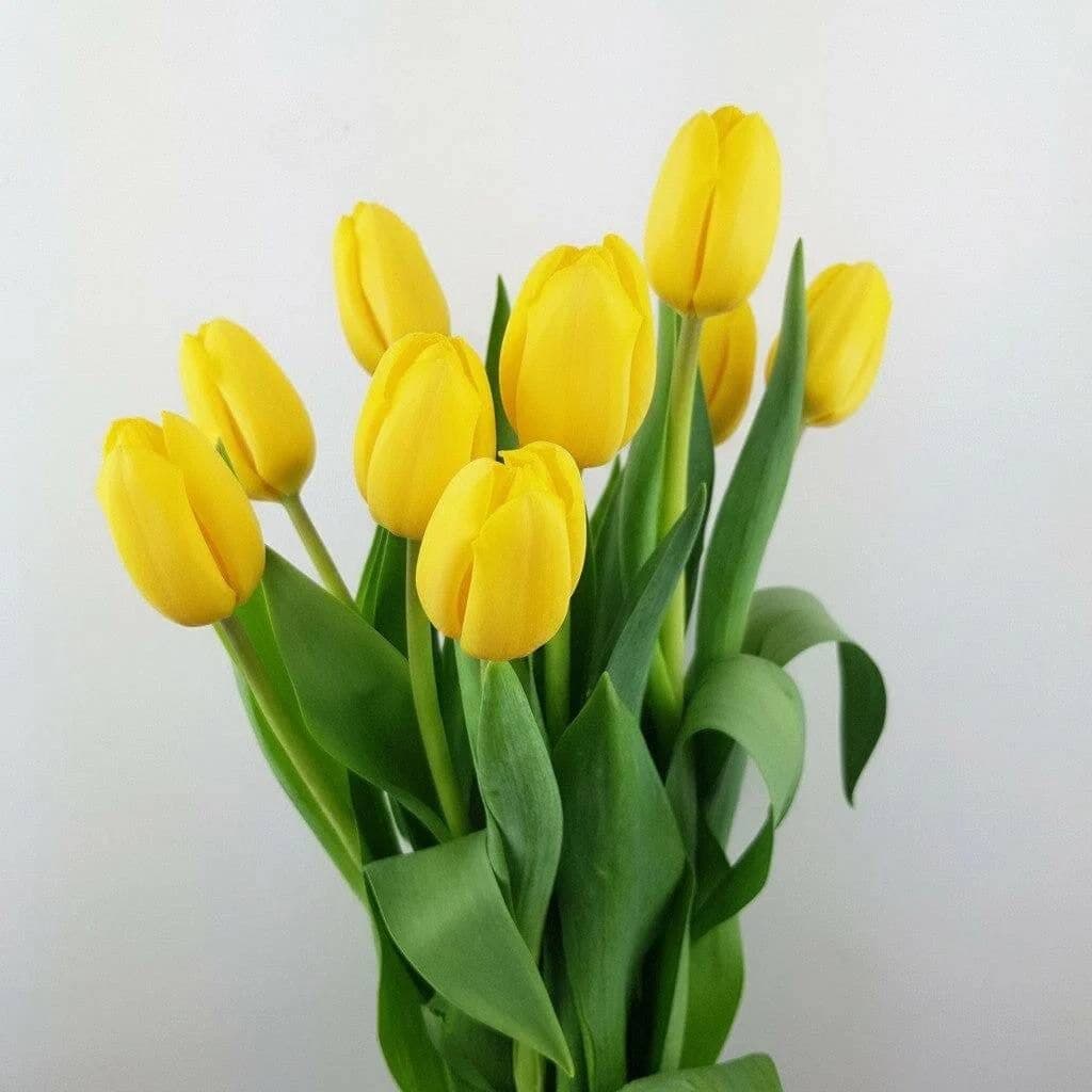 Tulip Strong Gold Yellow