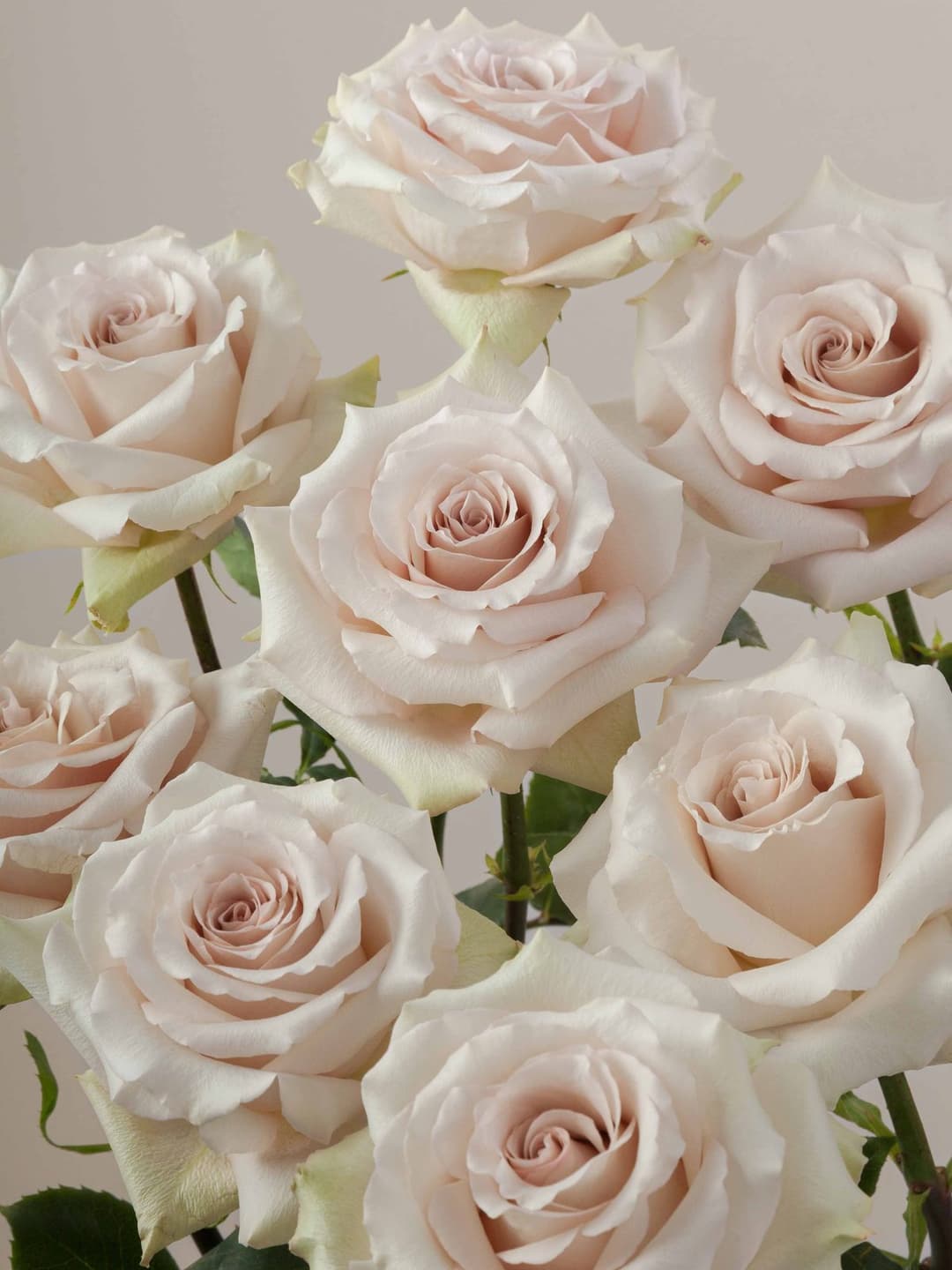 Roses Beige Quicksand