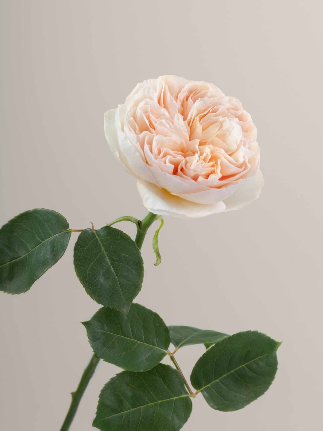 Garden Roses David Austin Juliet