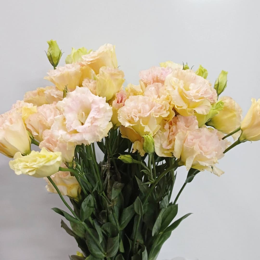Lisianthus CH Champagne