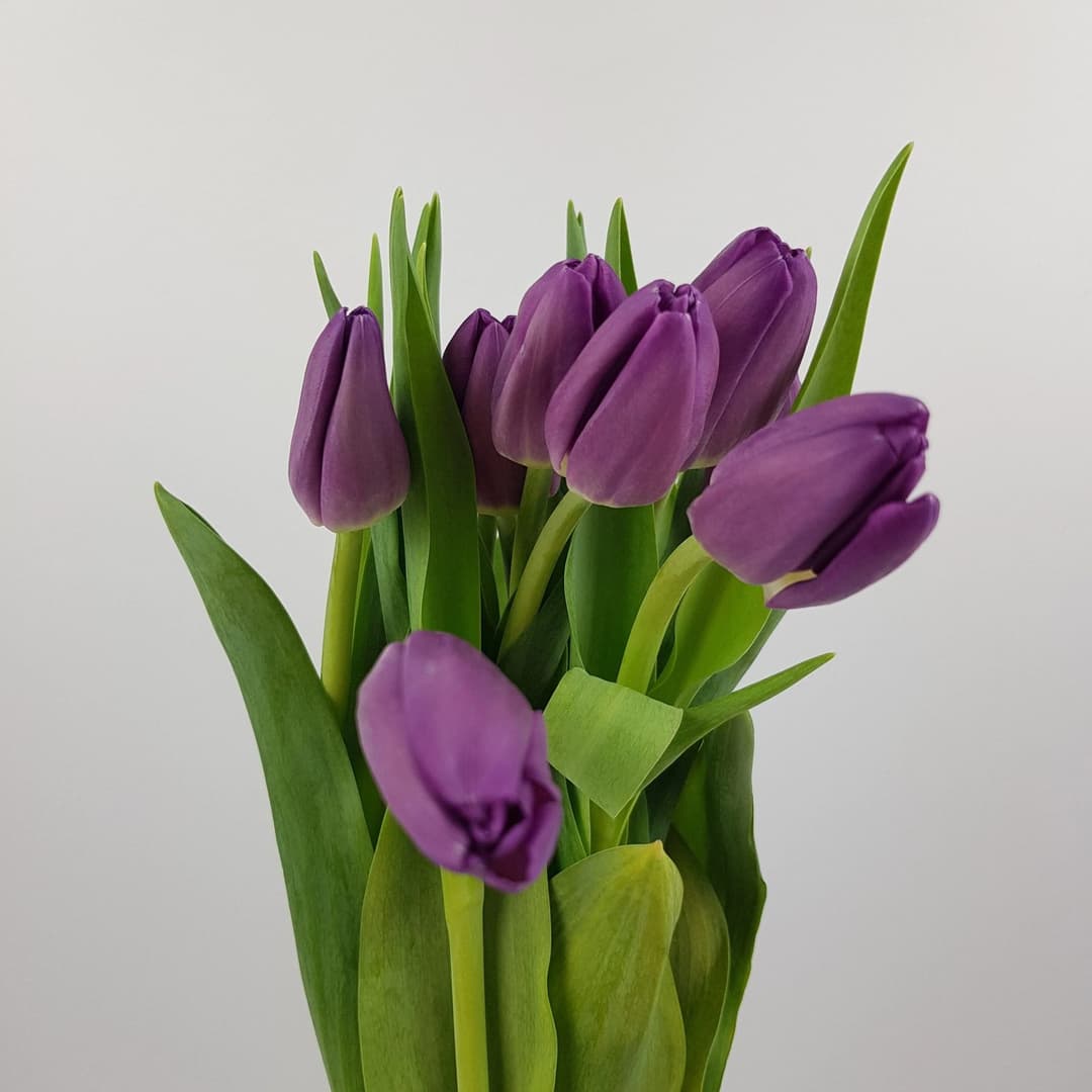 Tulip Saigon