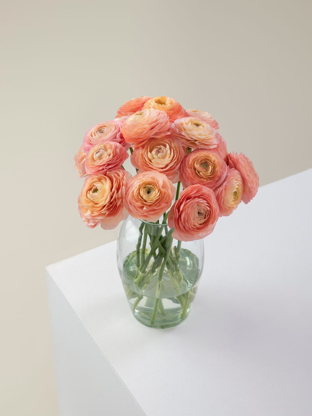 Ranunculus Cloony Salmon