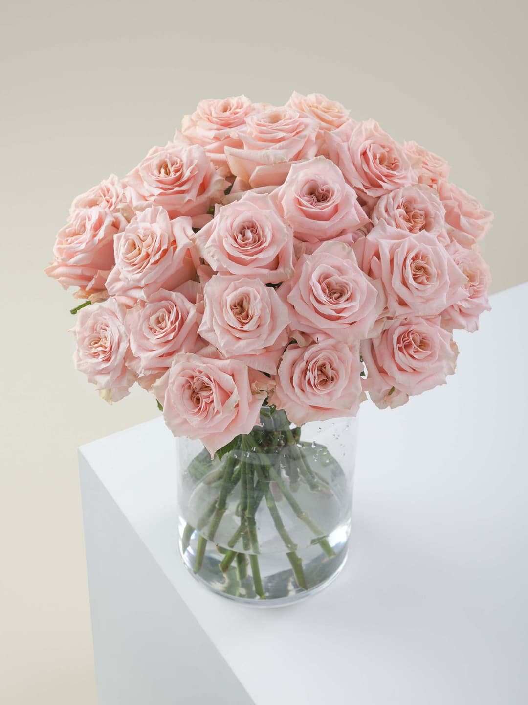 Roses Shimmer
