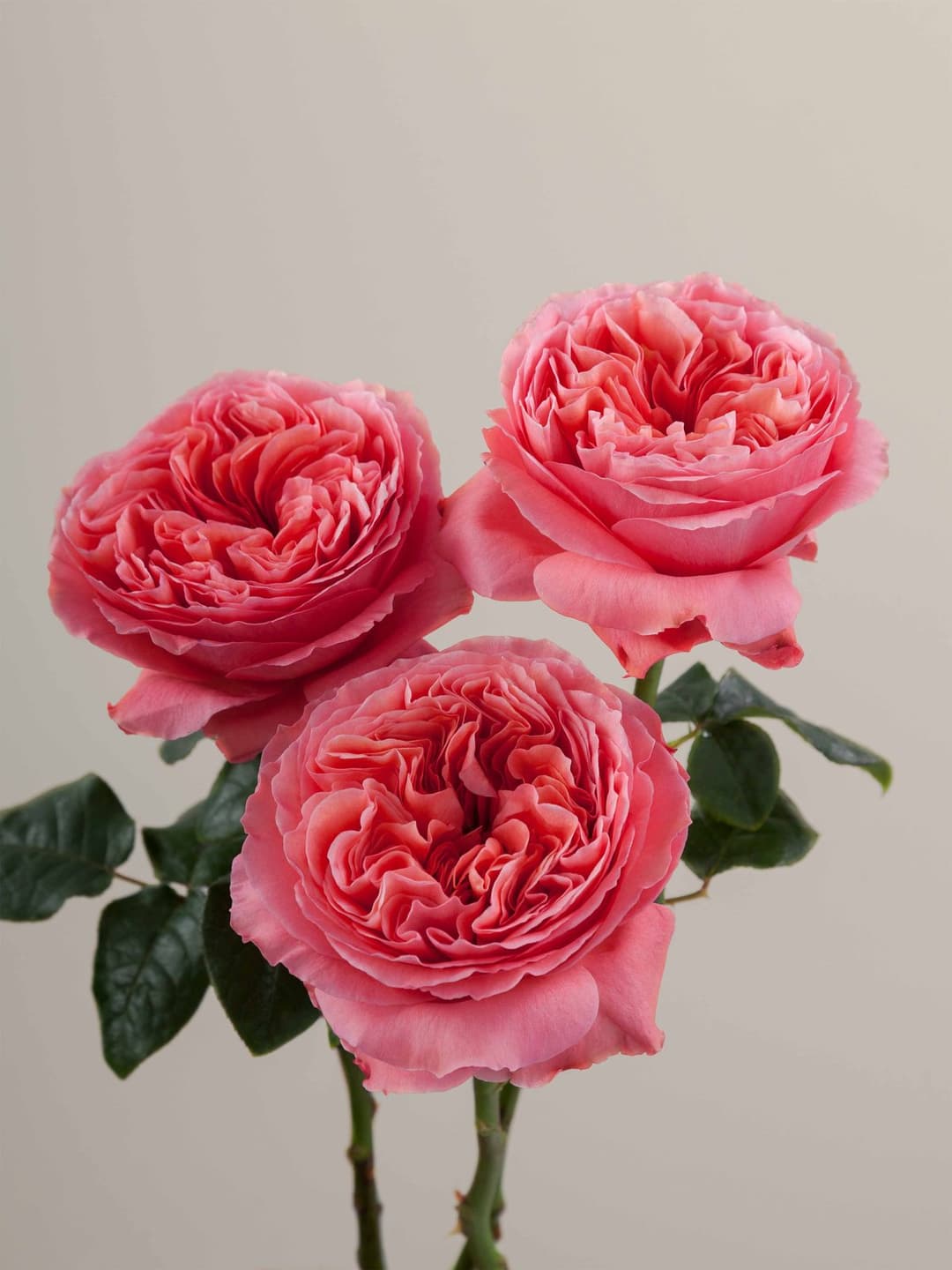 Garden Roses Candy Xpression