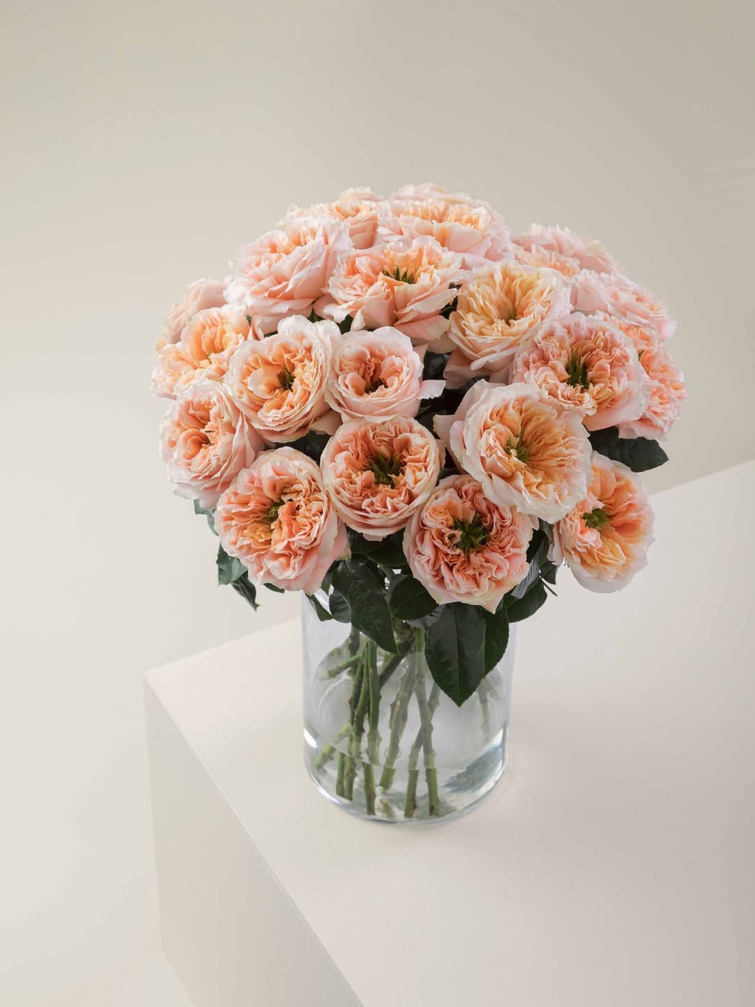 Garden Roses Mandarin x pression