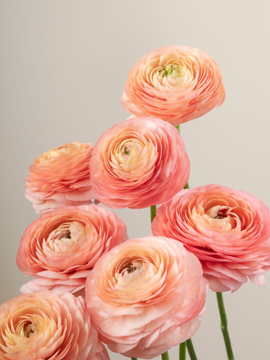 Ranunculus Cloony Salmon