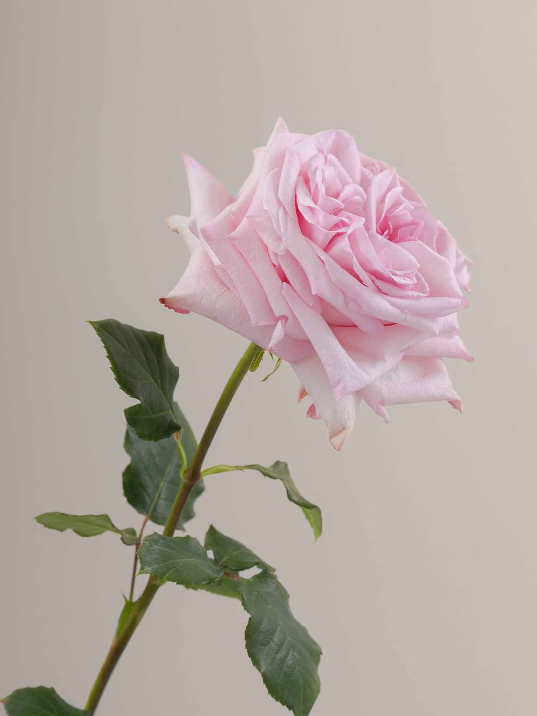Roses Pink O'Hara
