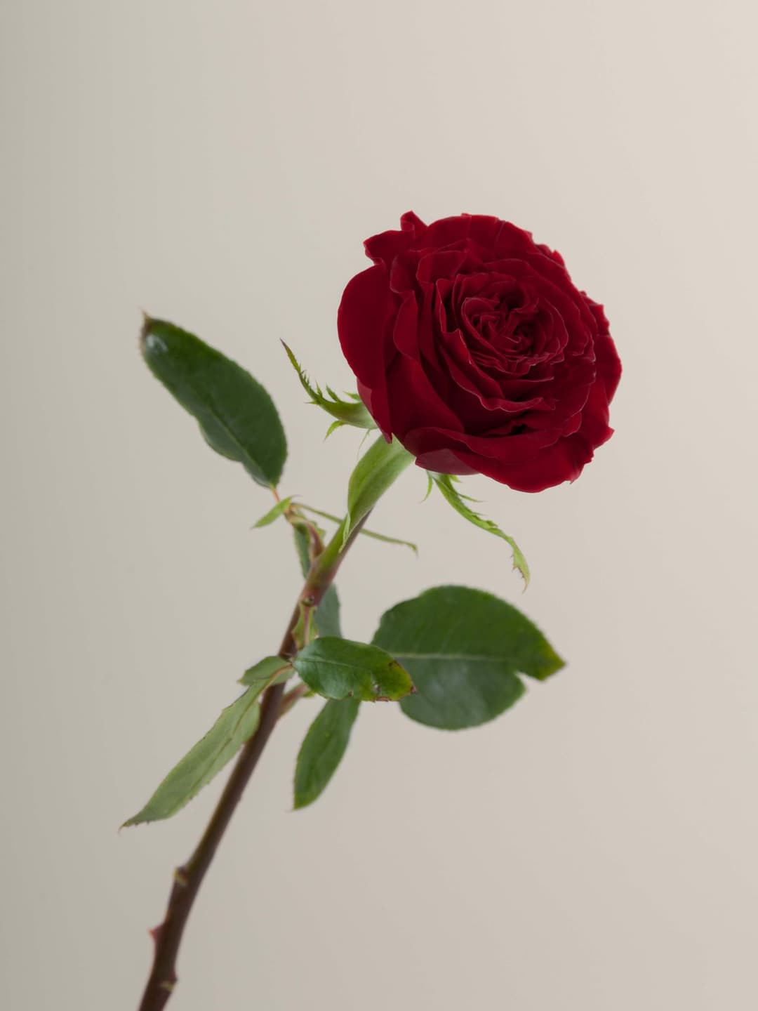 Roses Red Hearts