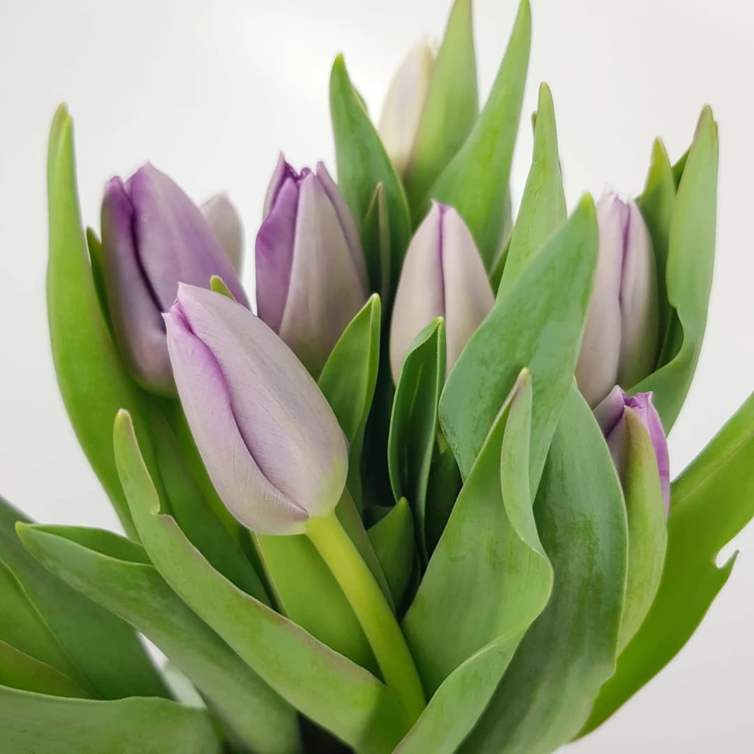Tulip Dyed Pastel Violet