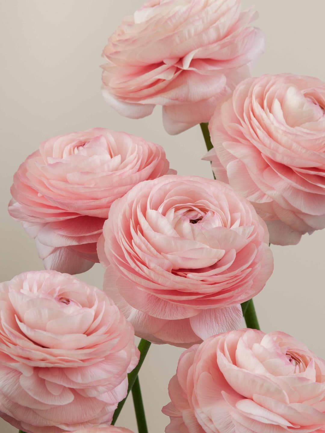 Ranunculus Peach