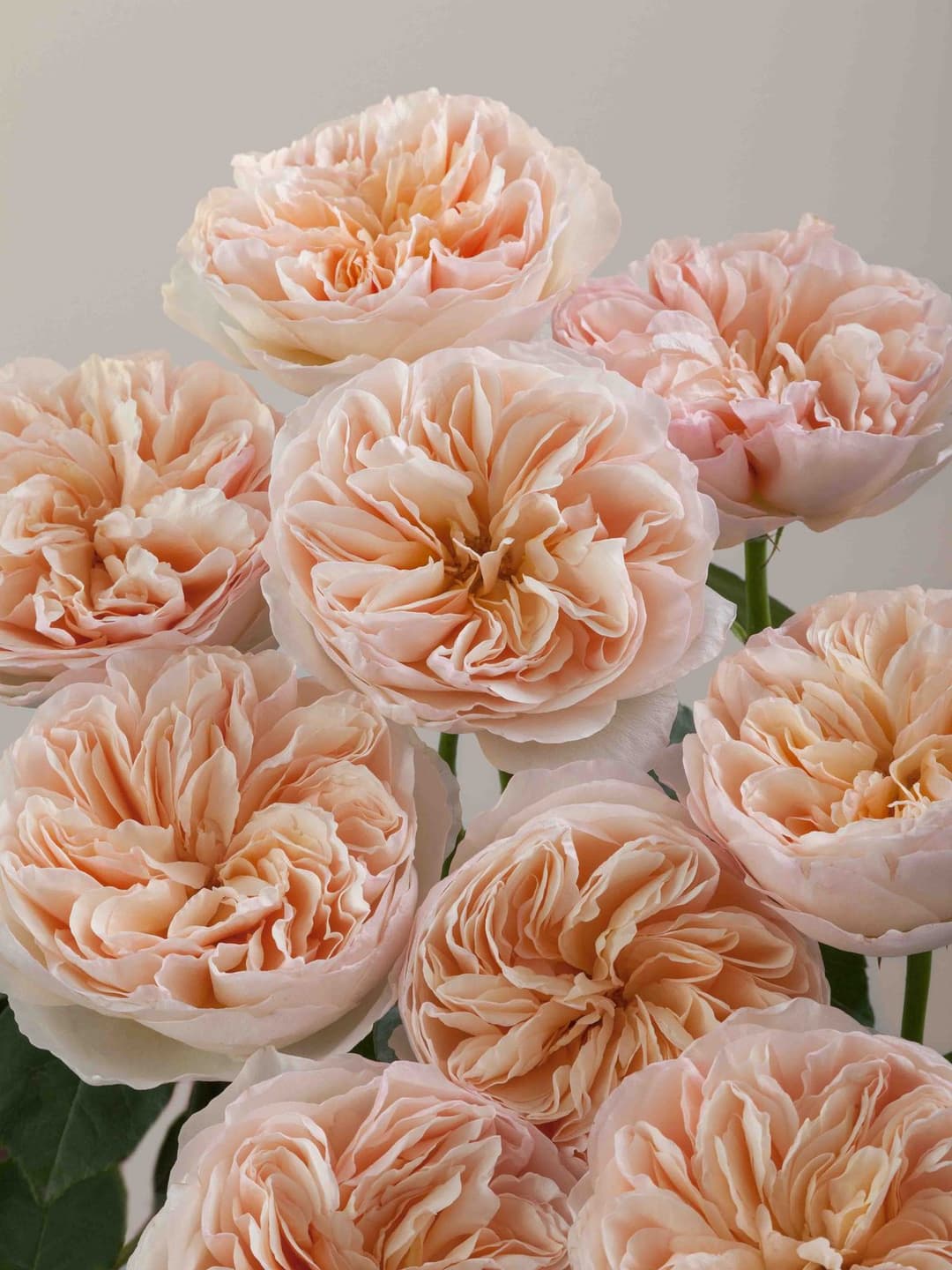 Garden Roses David Austin Juliet