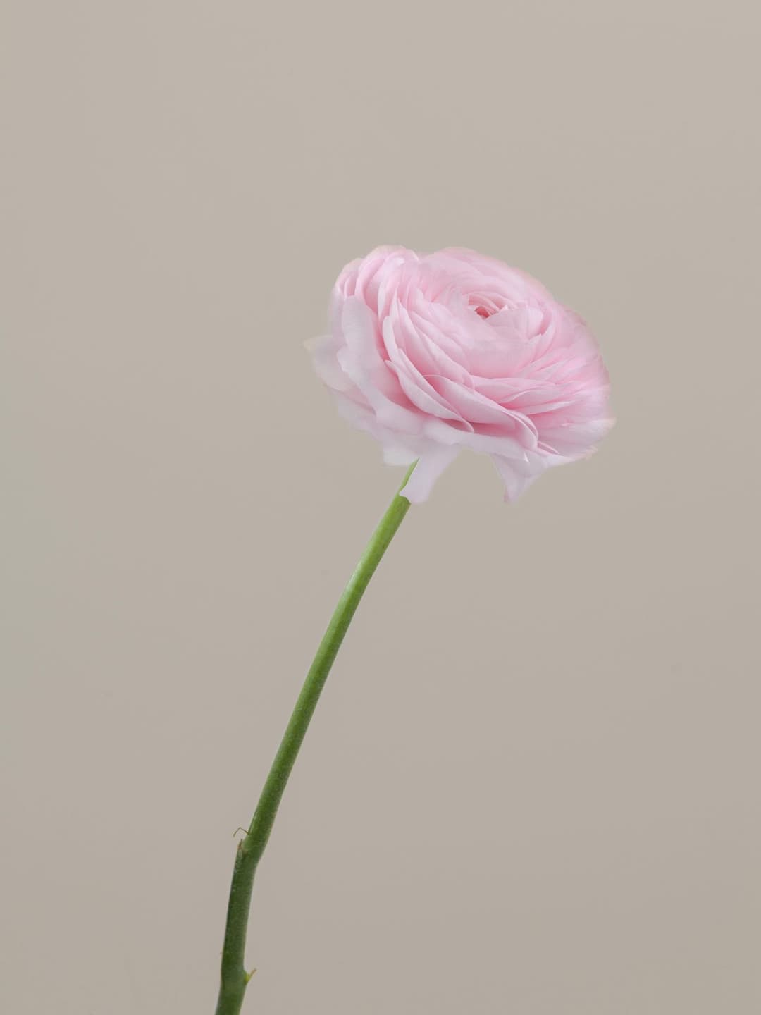Ranunculus Light Pink