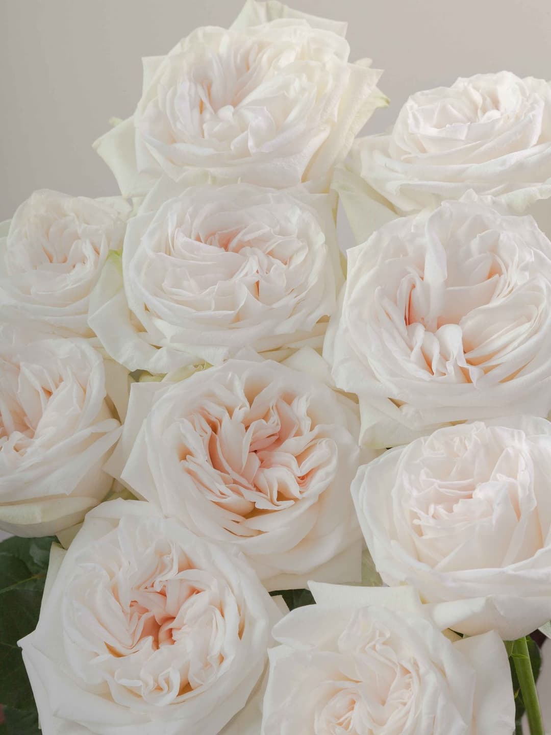 Roses White O'Hara
