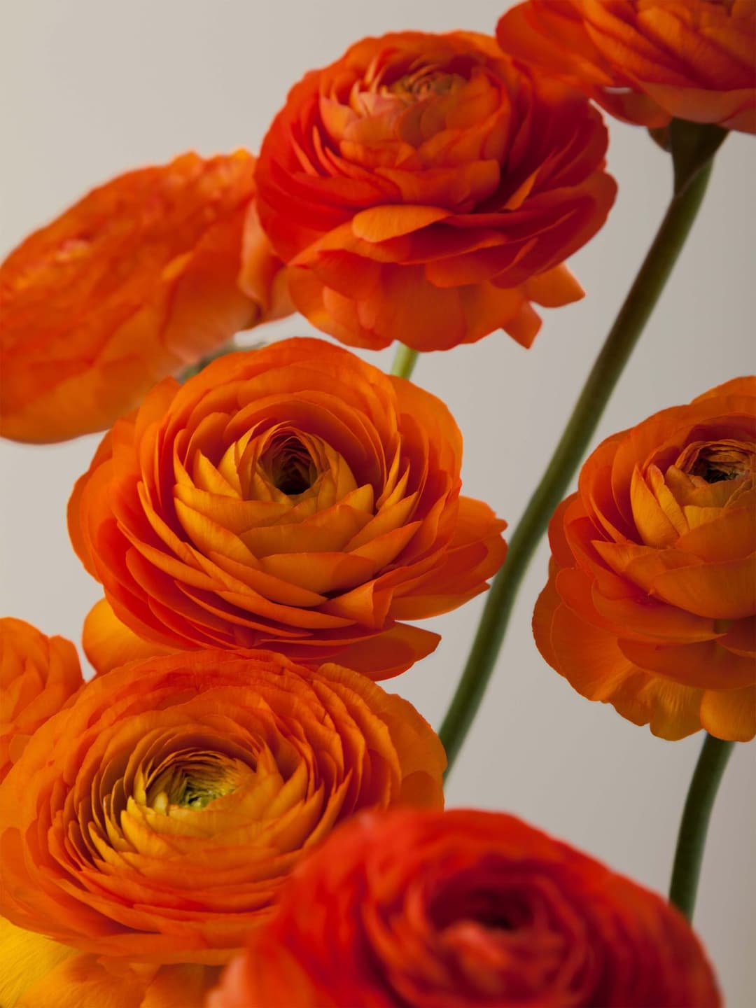 Ranunculus Elegance Orange