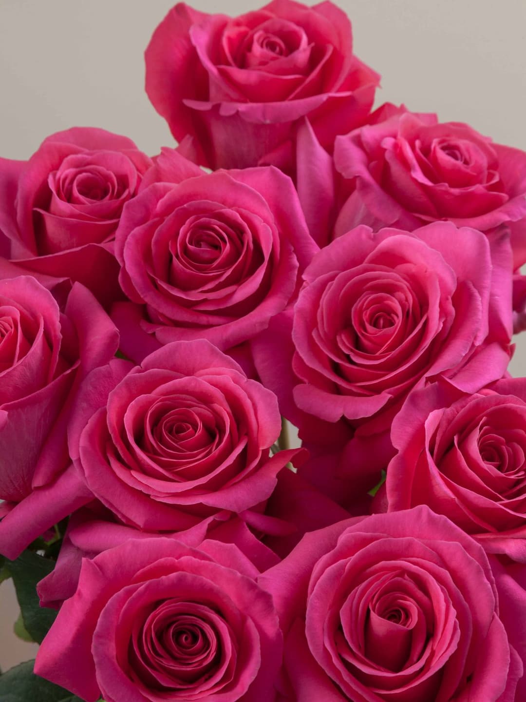 Roses Pink Floyd