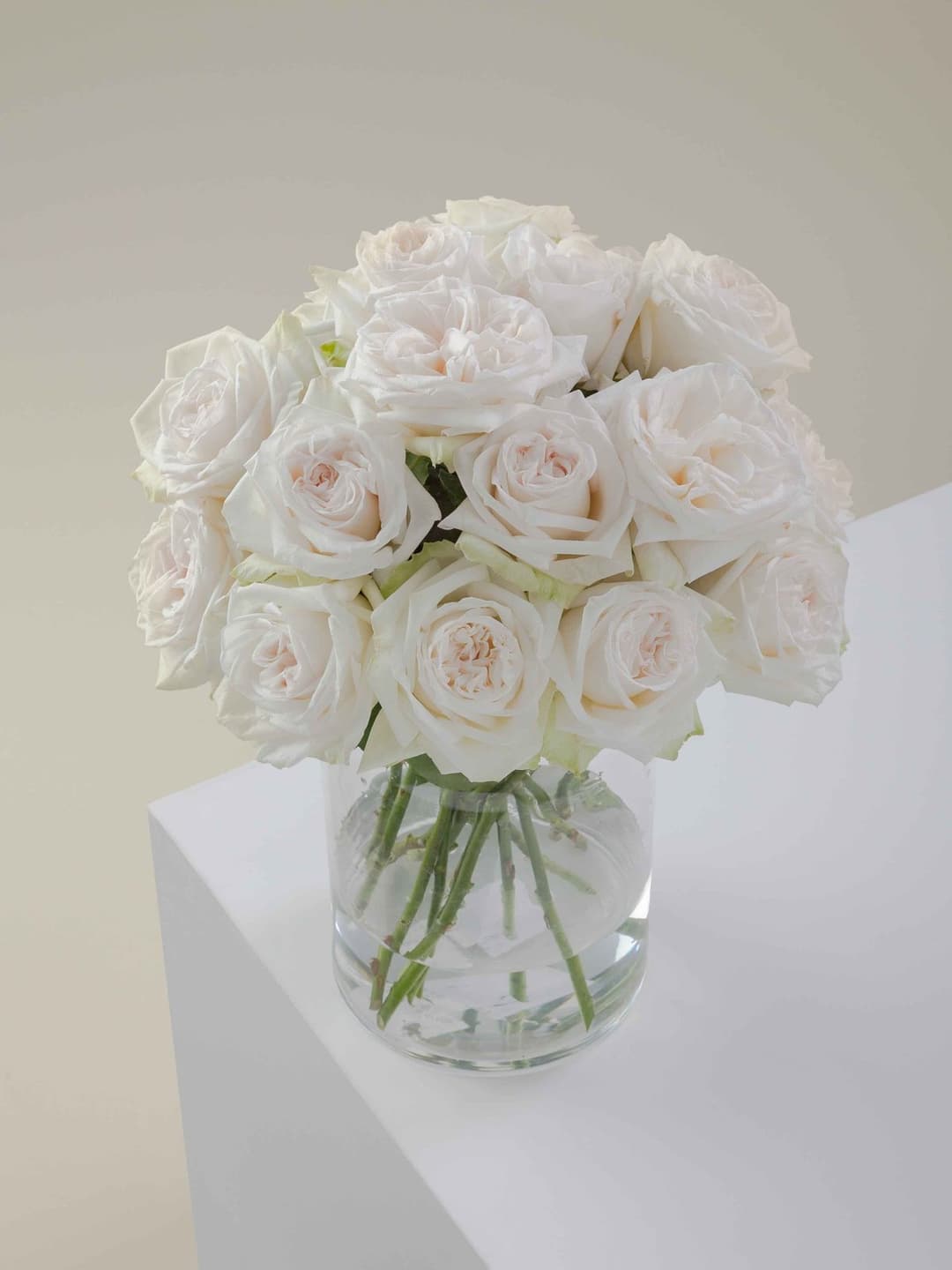 Roses White O'Hara