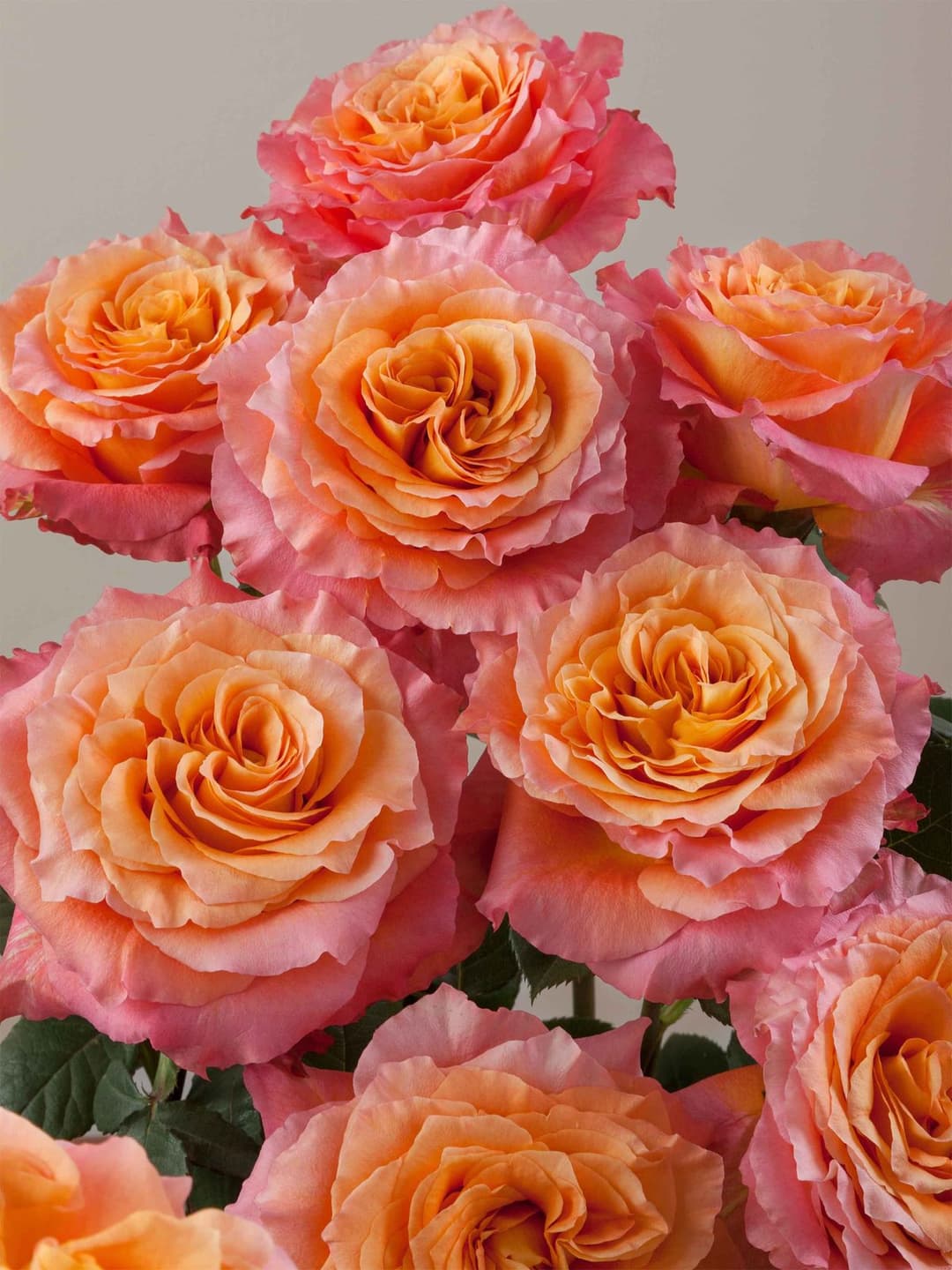 Roses Free Spirit