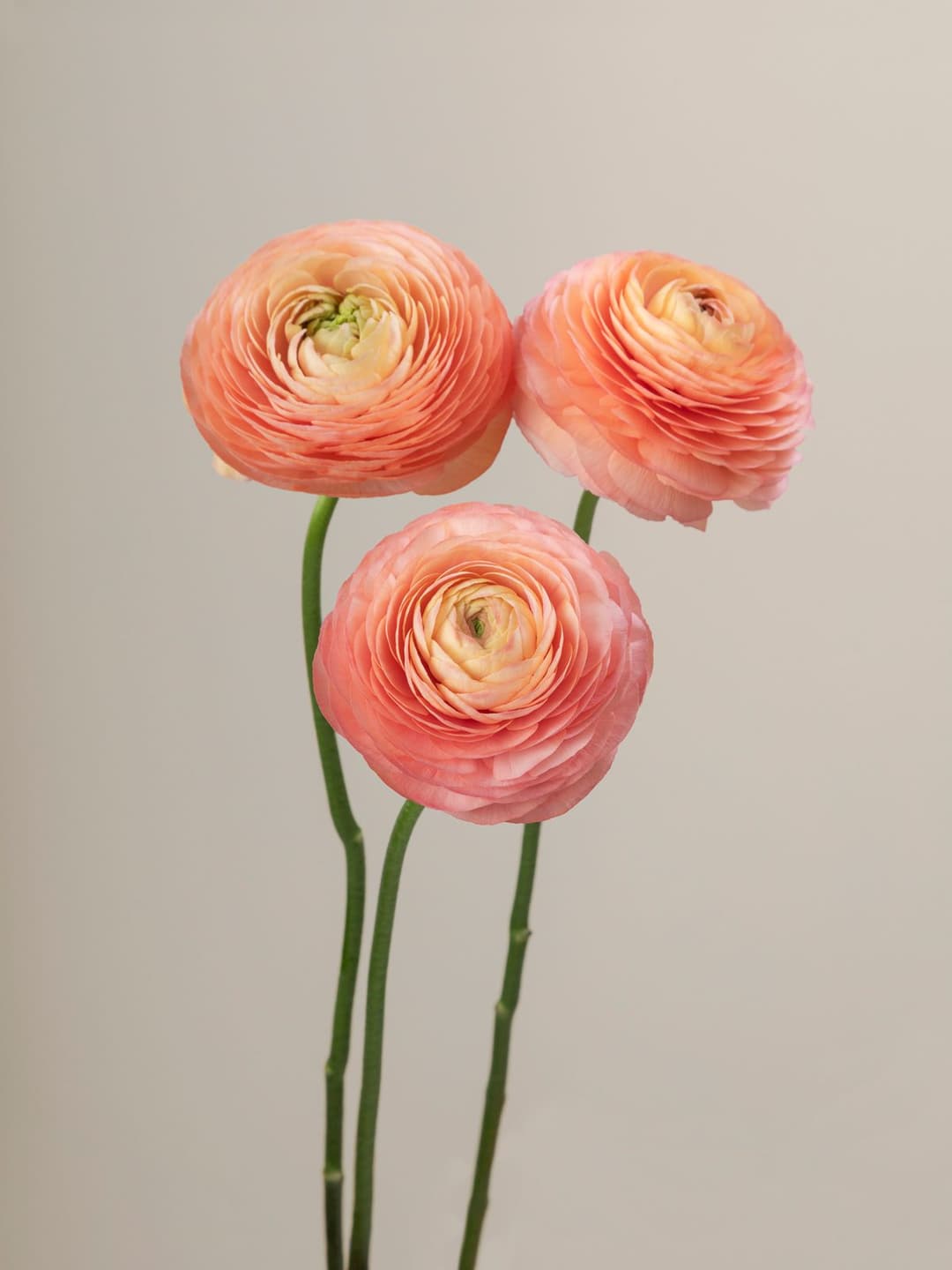 Ranunculus Cloony Salmon