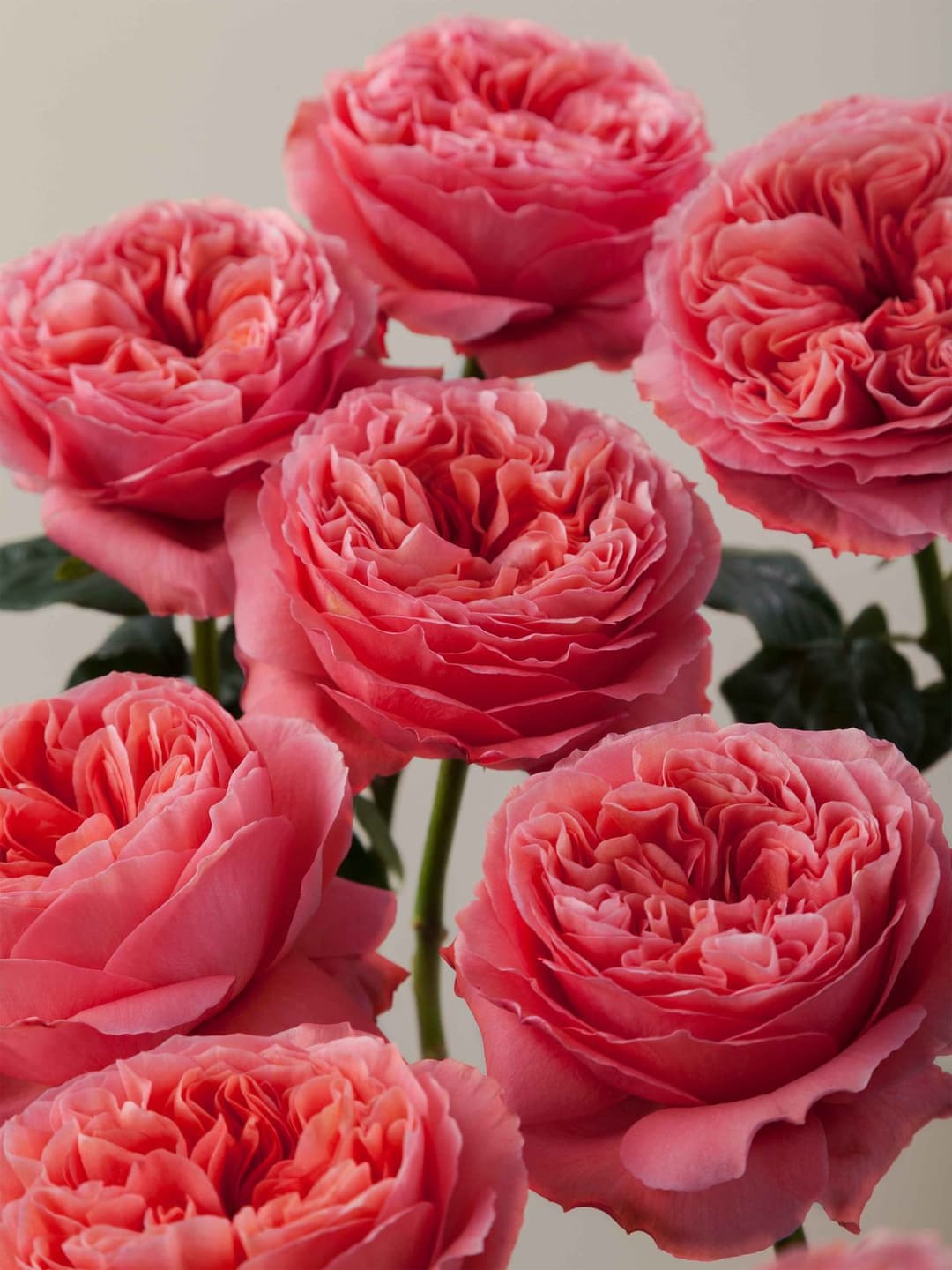 Garden Roses Candy Xpression