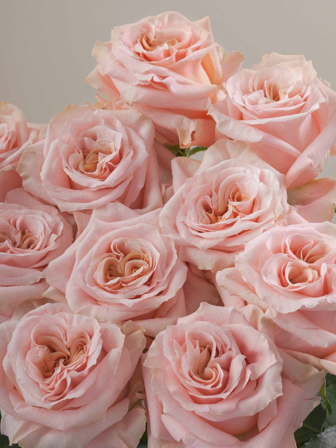 Roses Shimmer