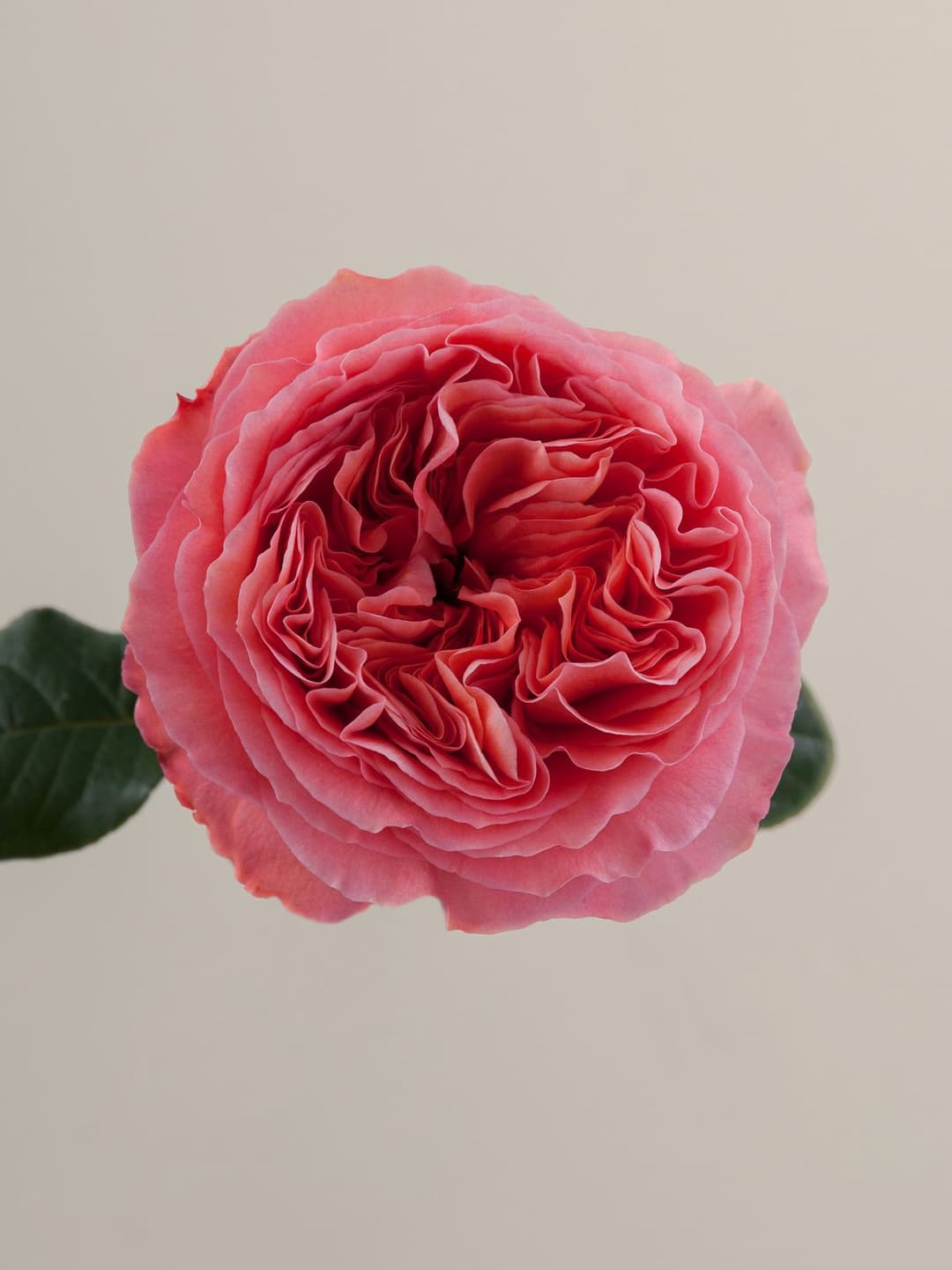 Garden Roses Candy Xpression