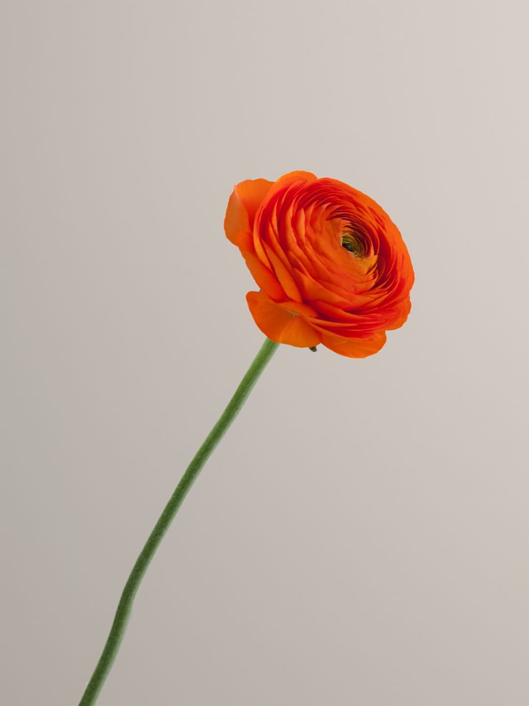 Ranunculus Elegance Orange