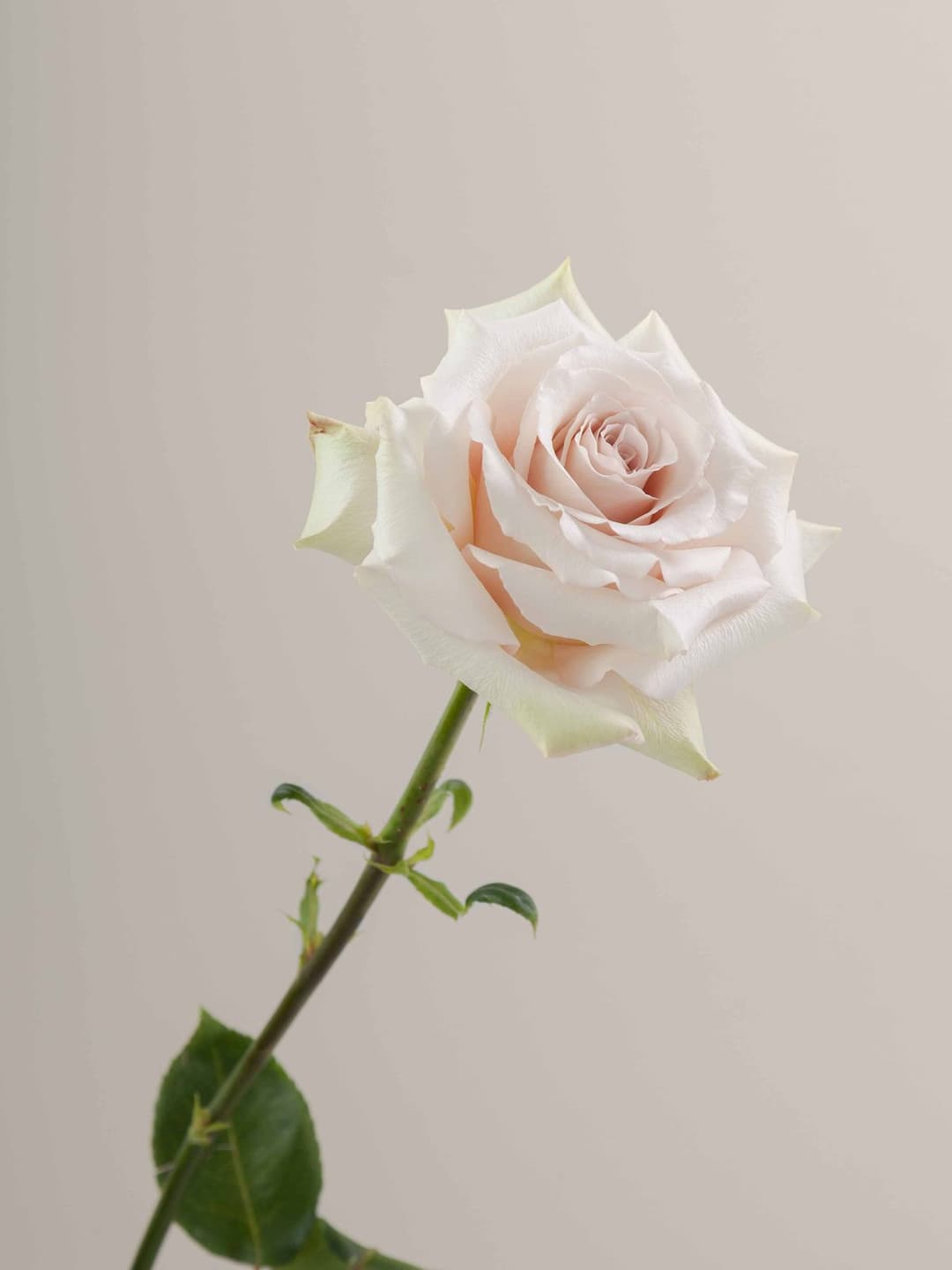 Roses Beige Quicksand