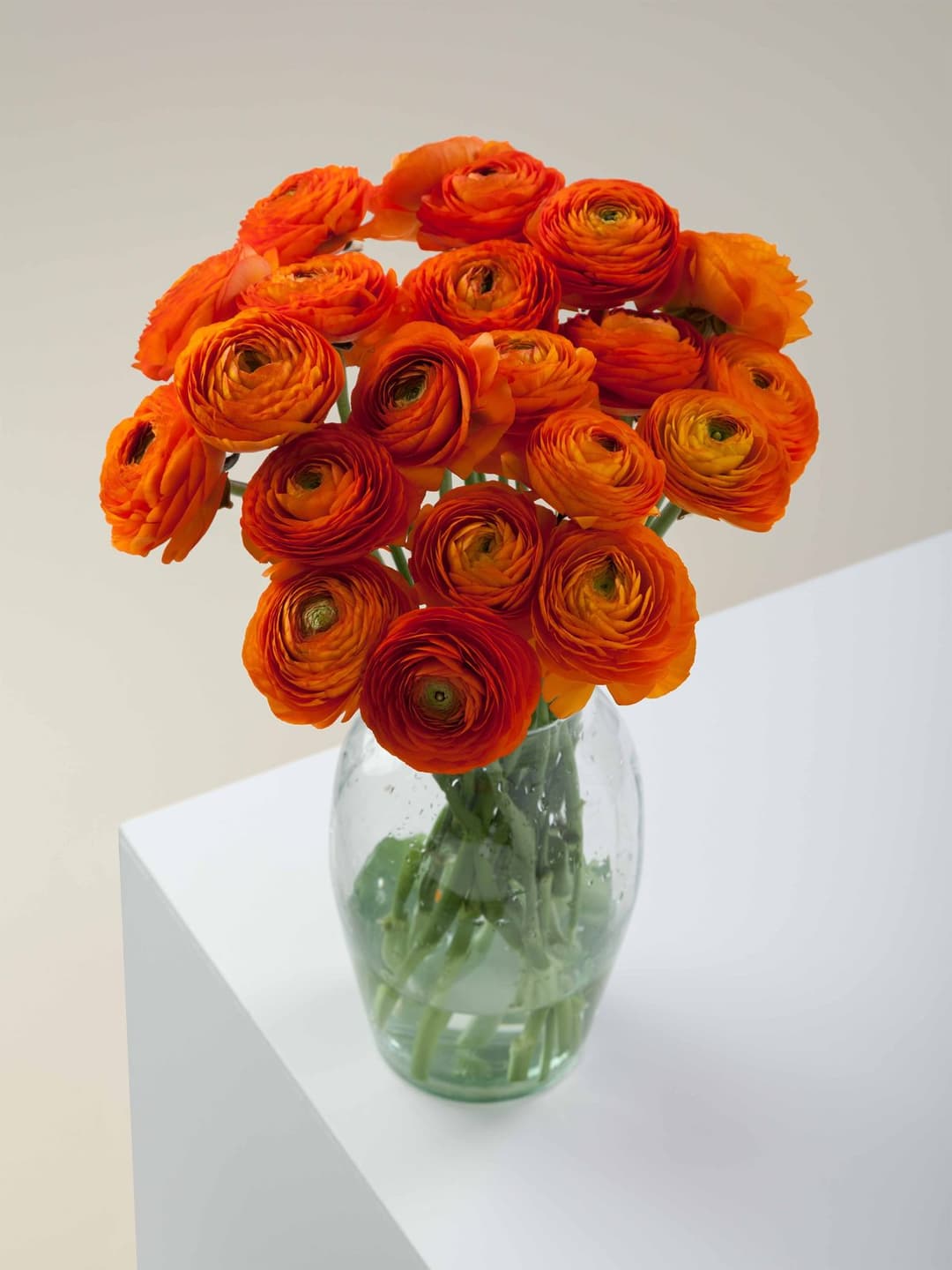 Ranunculus Elegance Orange