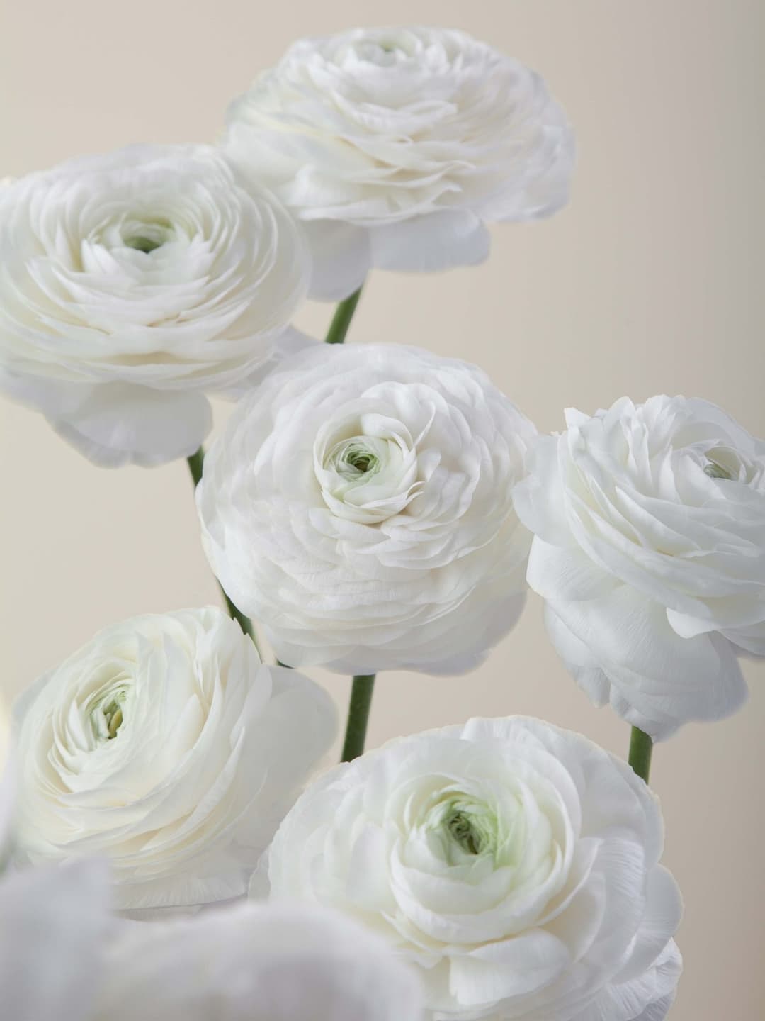 Ranunculus White