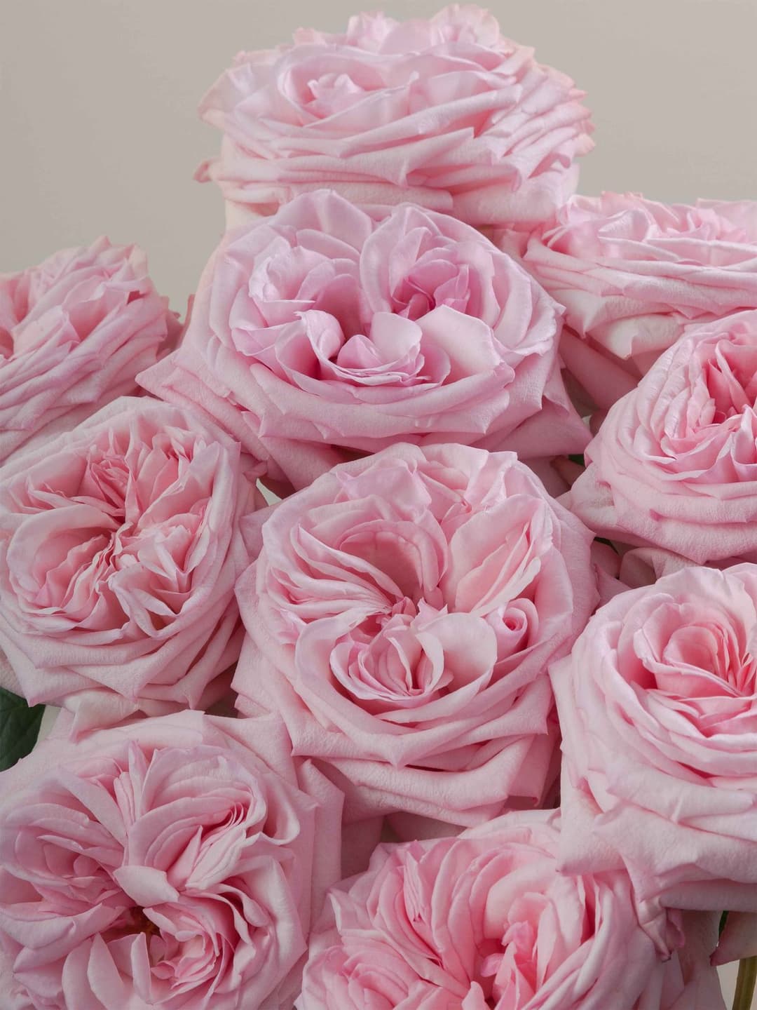 Roses Pink O'Hara