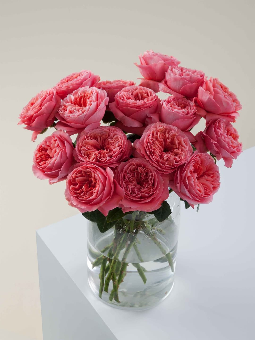 Garden Roses Candy Xpression