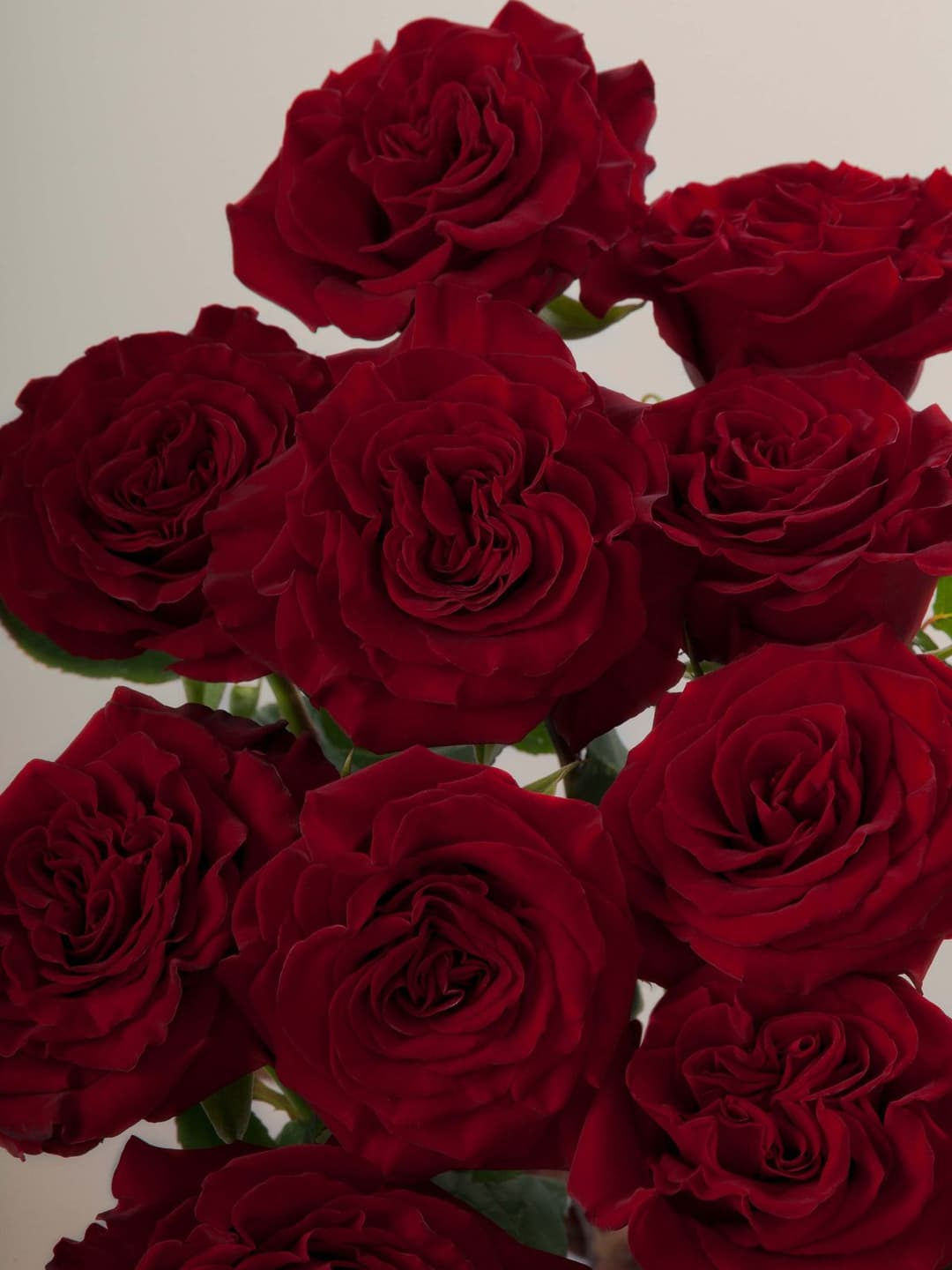 Roses Red Hearts