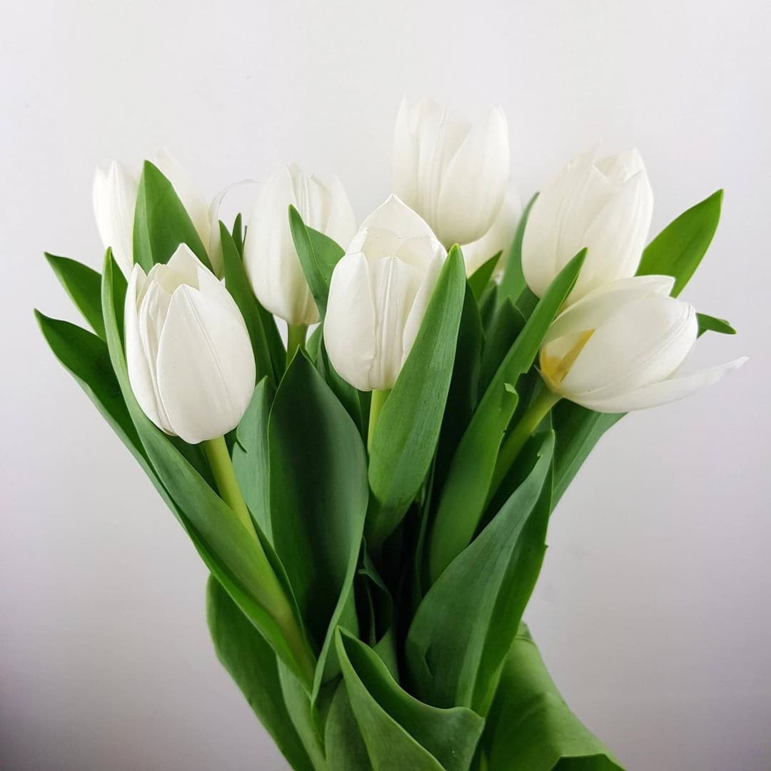 Tulip Royal Virgin