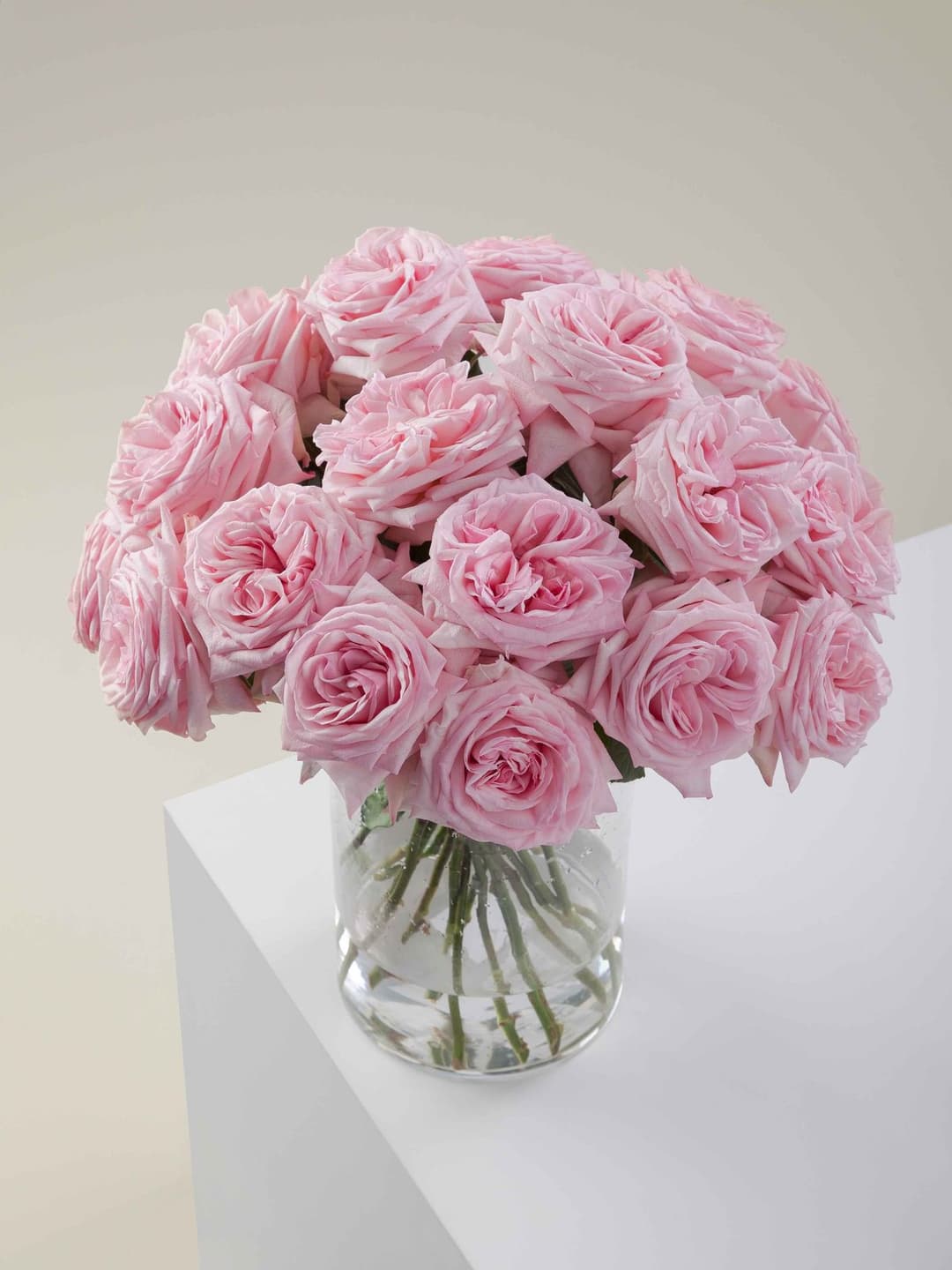 Roses Pink O'Hara