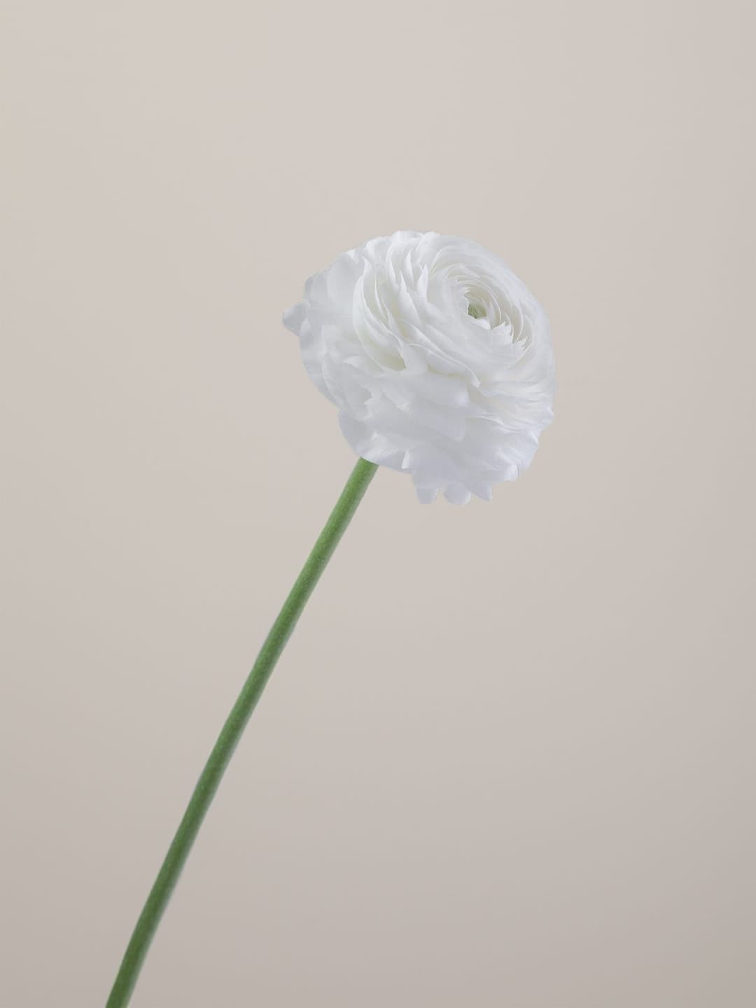 Ranunculus White